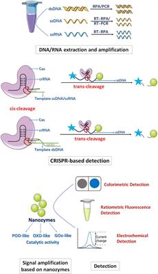 Nanozyme-assisted amplification-free CRISPR/Cas system realizes visual detection